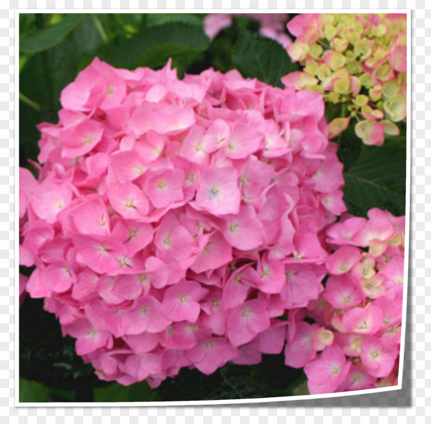 Flower Tea Of Heaven French Hydrangea Shrub Pink PNG