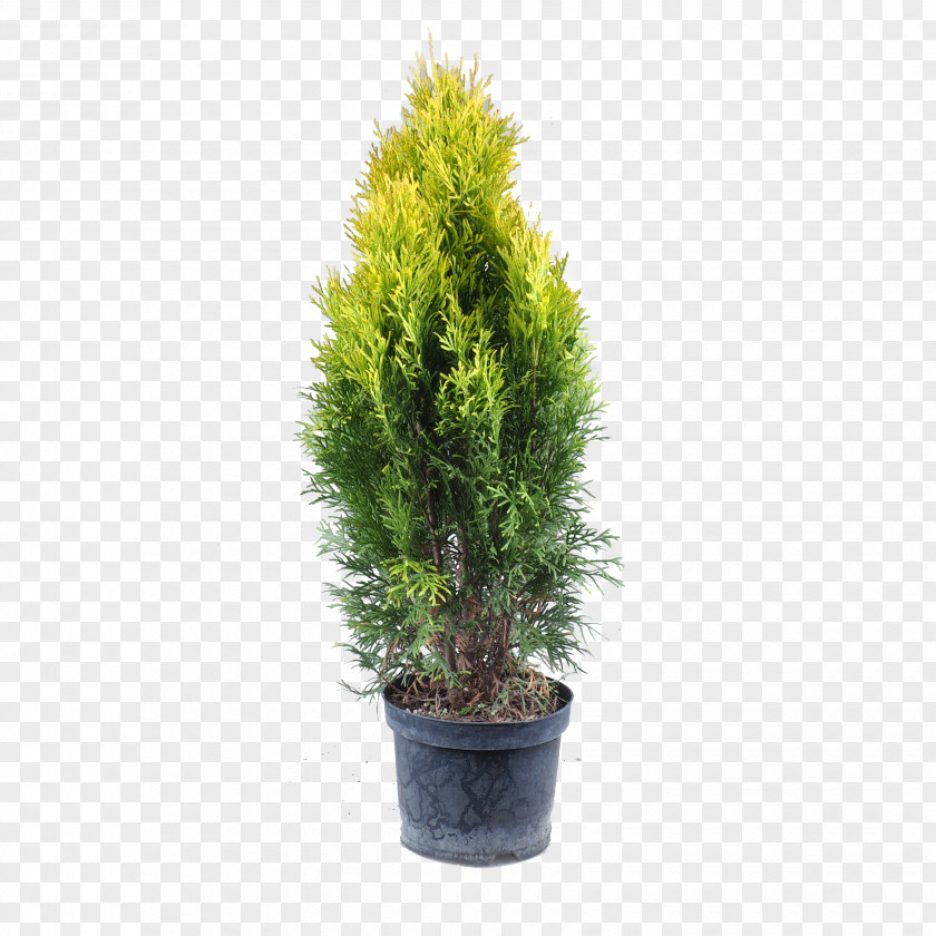 Plant English Yew Arborvitae Pine Larch PNG