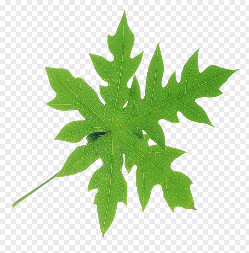 Leaf Maple Green Bladnerv PNG