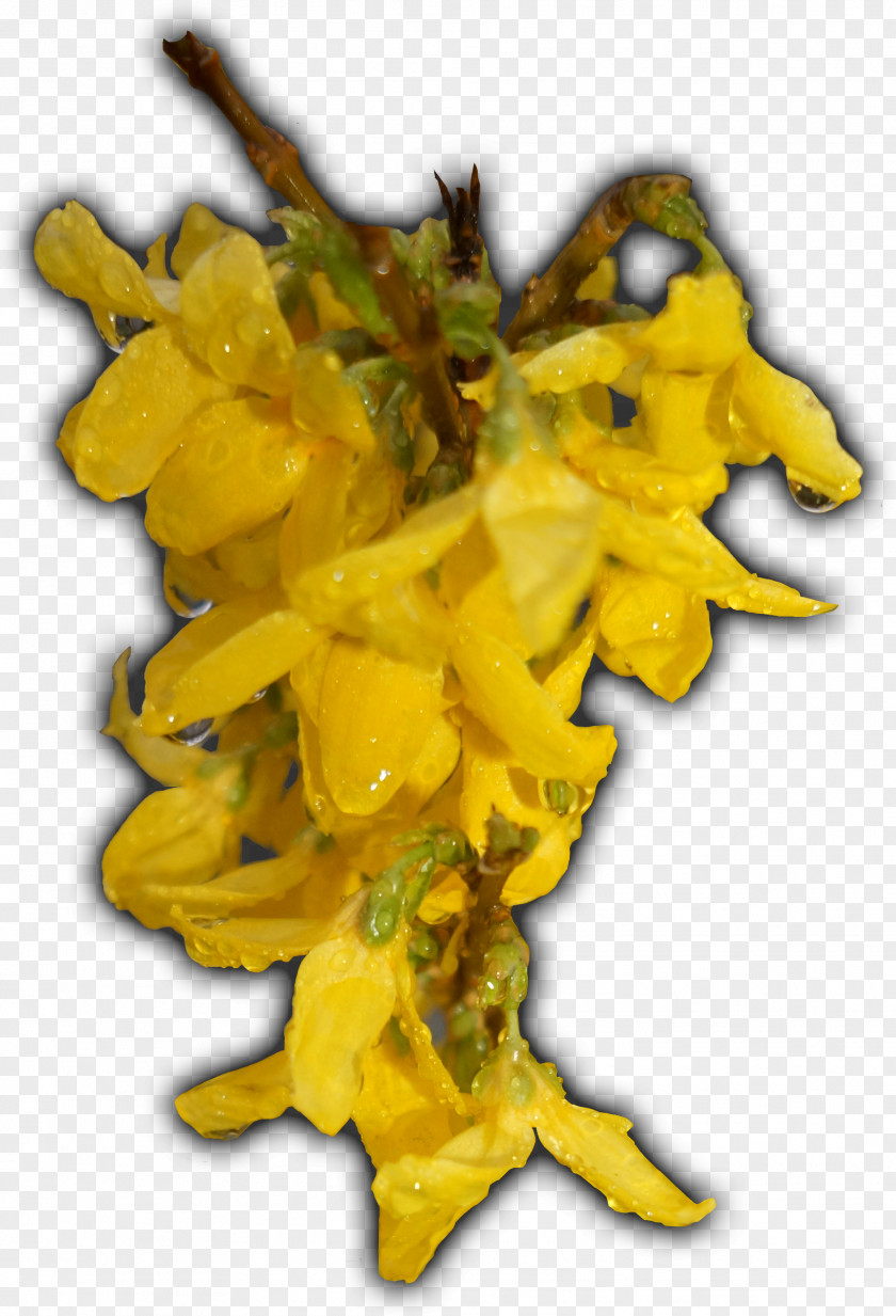 Leaf Yellow Flower PNG