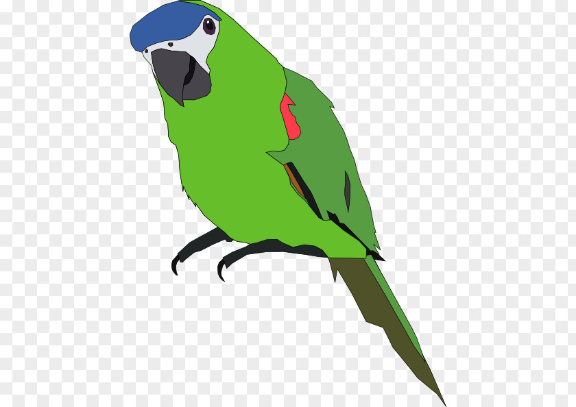 Parrot Cliparts Amazon Bird Budgerigar Clip Art PNG