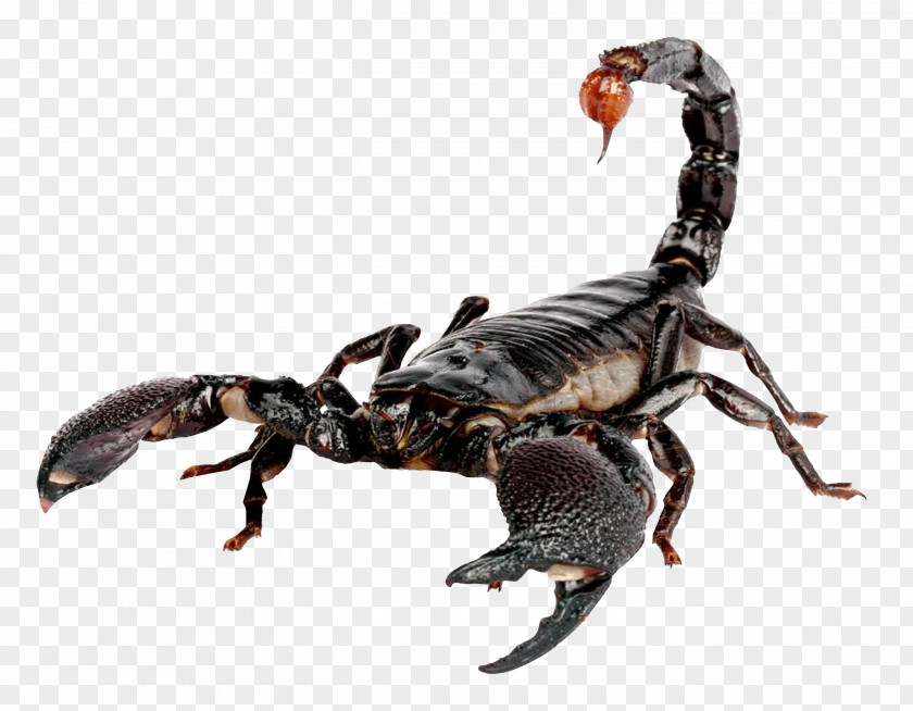 Scorpion Sting Stinger Exeter Exotics PNG