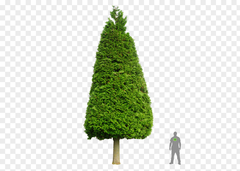 Tree Spruce Pine Fir Western Redcedar Cupressus PNG