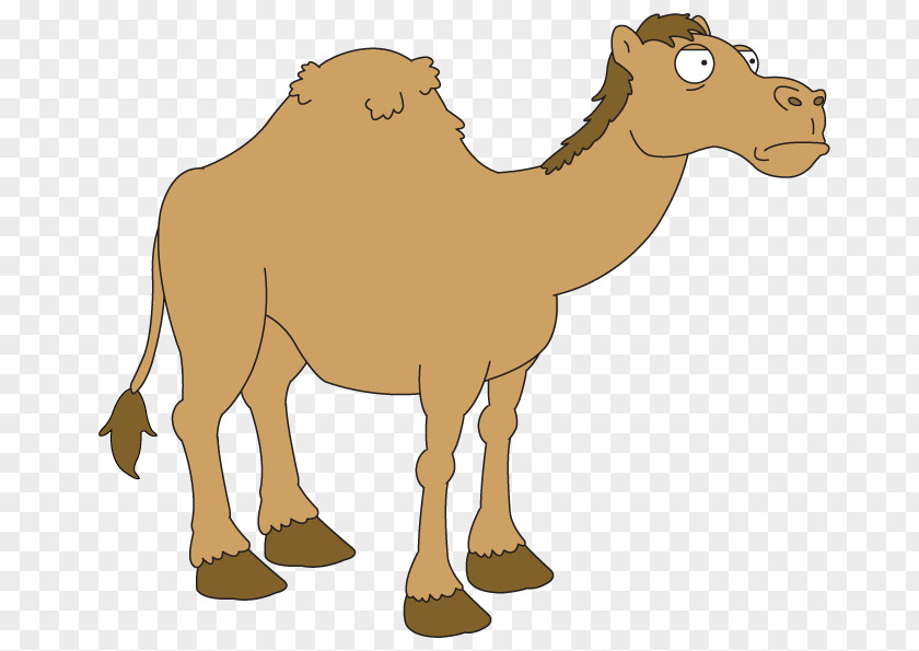 Dromedary Fauna Pack Animal Ecoregion Camel PNG