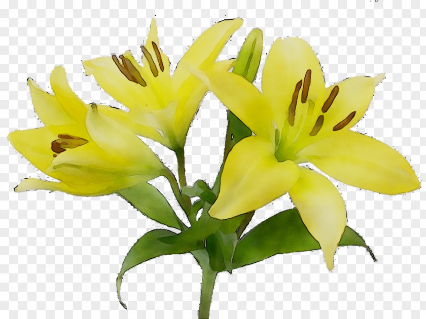 Flower Clip Art Symbolism Lily 'Stargazer' PNG