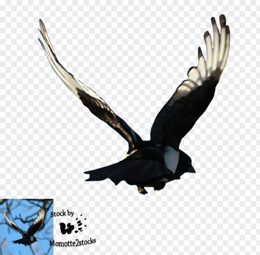 Magpie Bird Bald Eagle Flight PNG