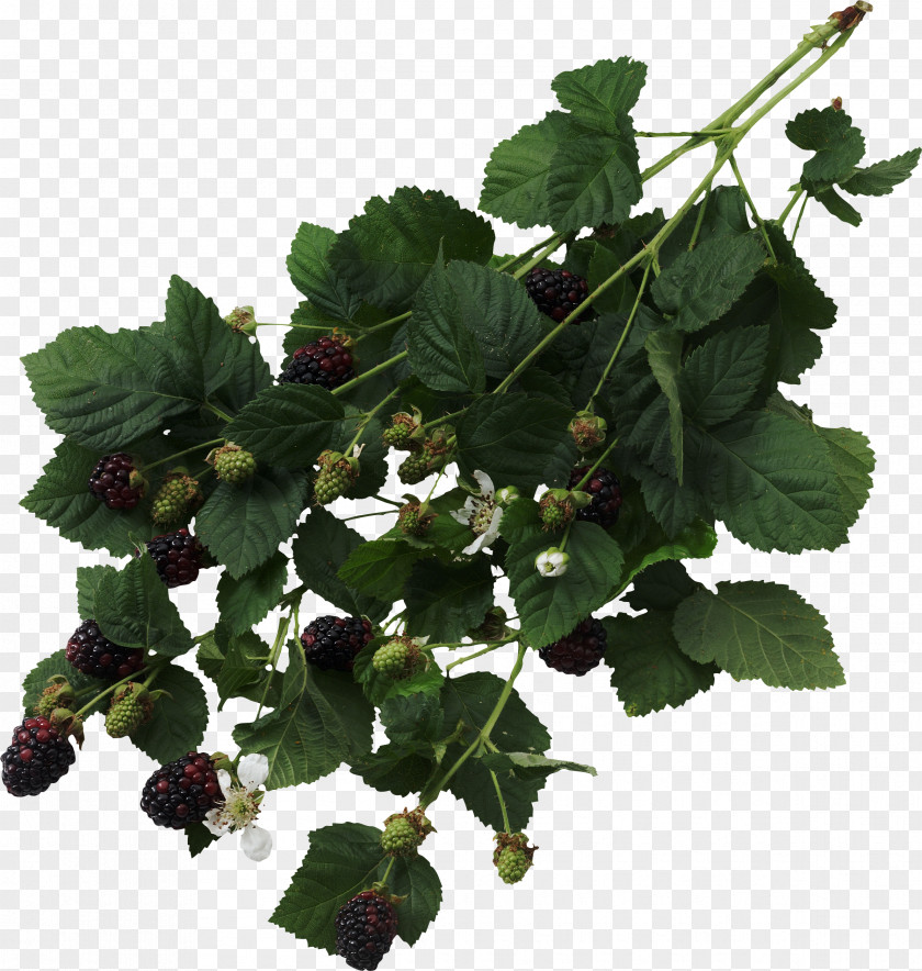 Morden Blackberry Fruit Thorns, Spines, And Prickles Raspberry Bramble PNG