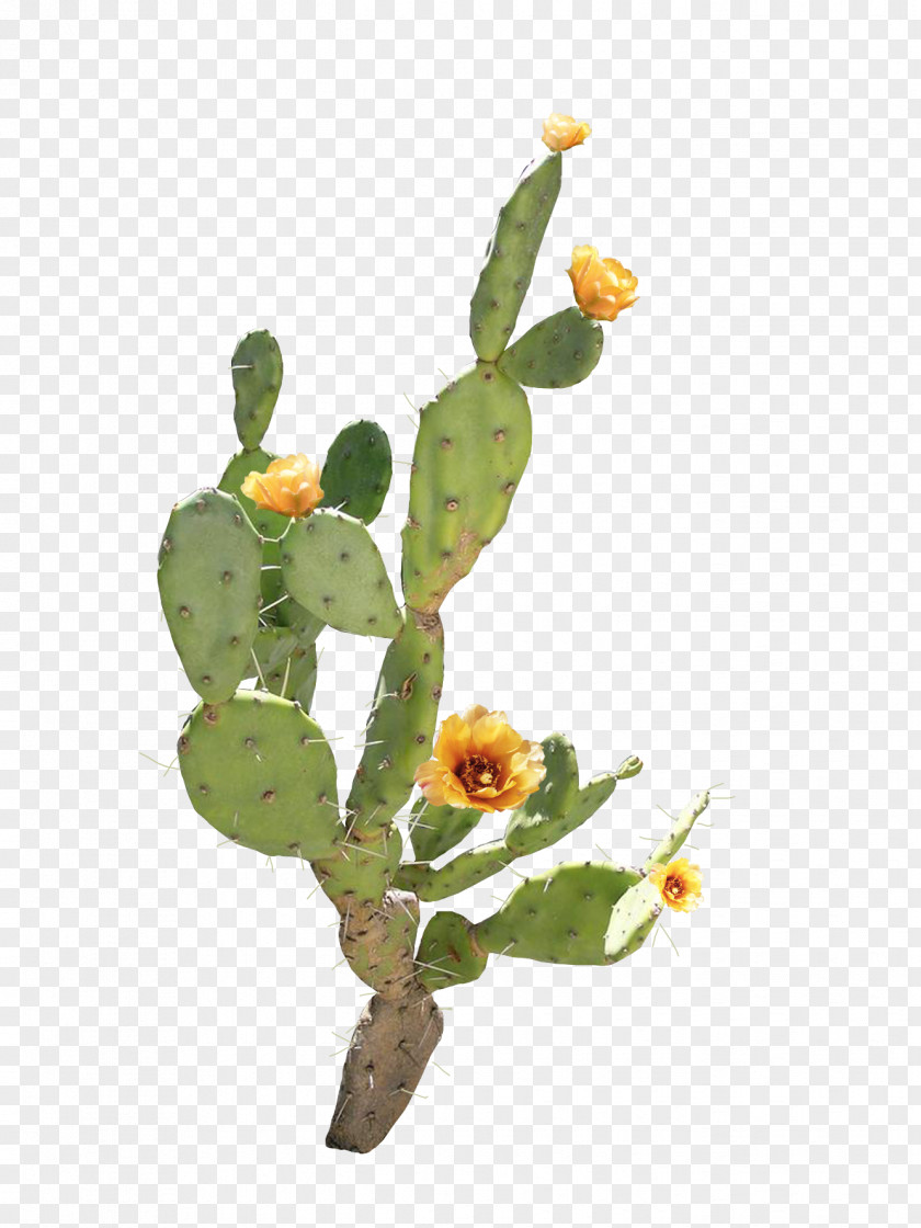 Open Yellow Flower Cactus Barbary Fig Cactaceae PNG