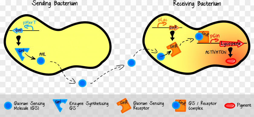 Quorum Sensing Bacteria Cell Signaling PNG