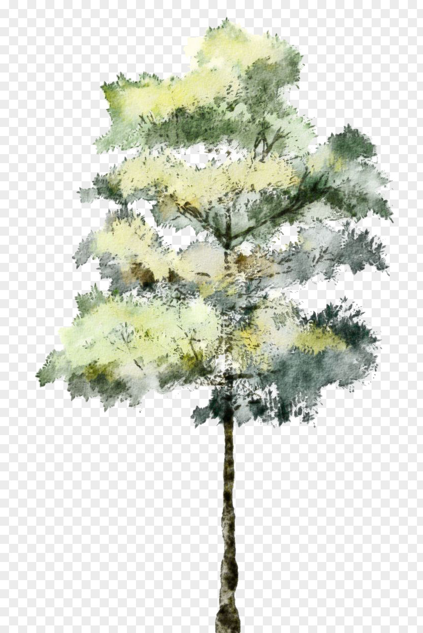 Tree Architectural Rendering Architecture Watercolor Painting BKSK Architects PNG