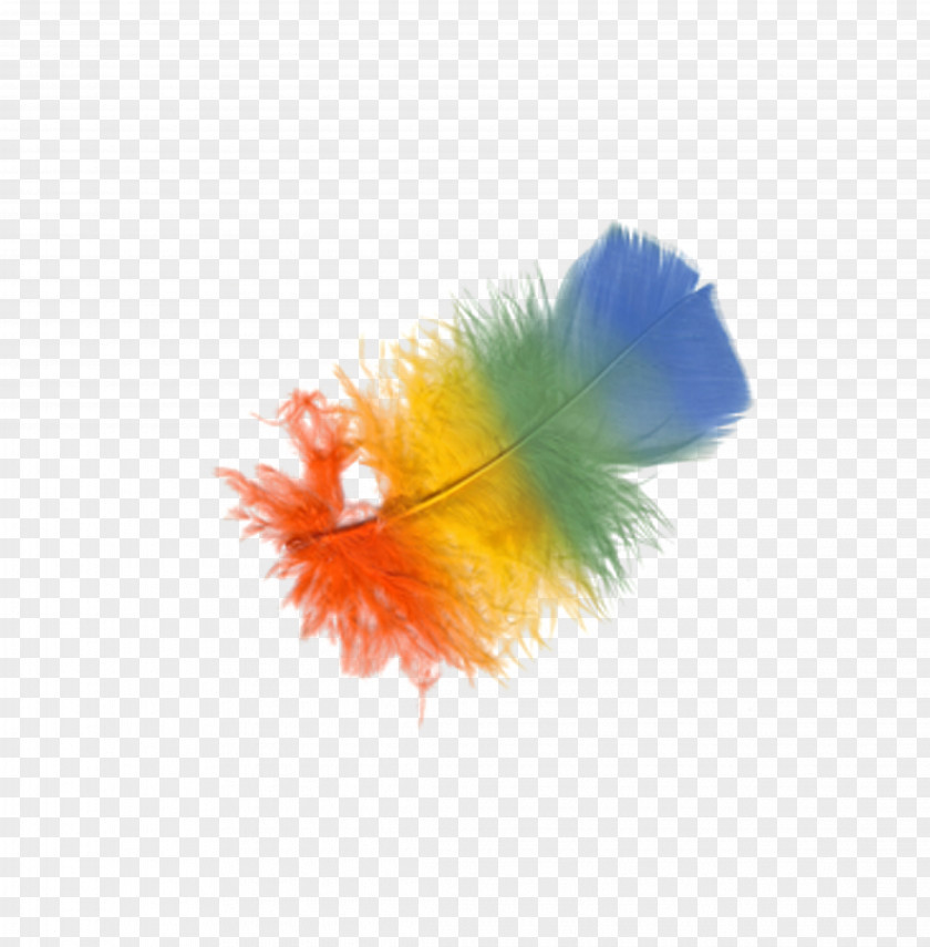 Feather,hair,Feather Figure Feather Bird Clip Art PNG
