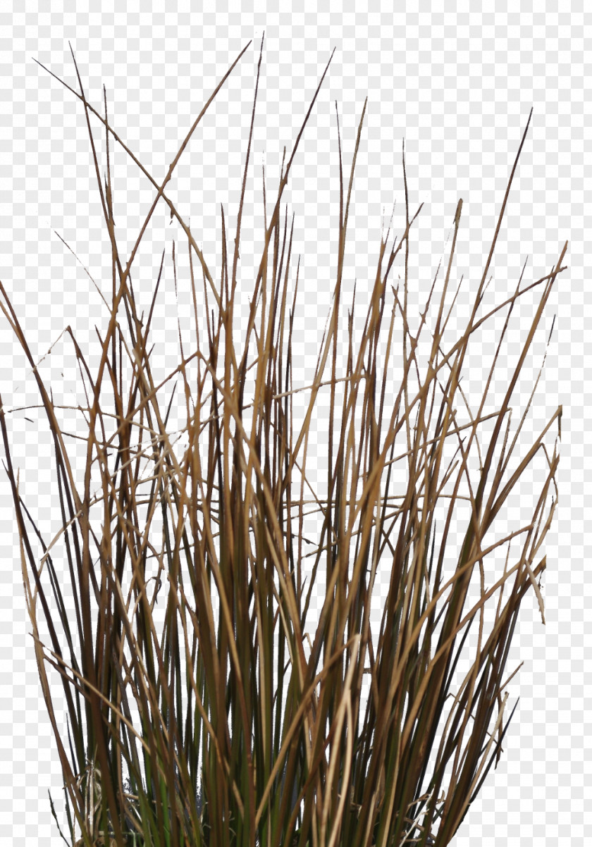 Grass Twig Grasses Plant Stem Commodity Family PNG