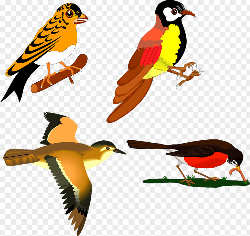 Birds Hummingbird Sparrow Drawing PNG