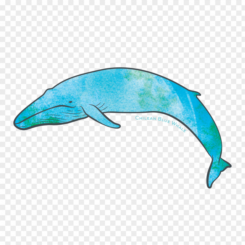 Blue Whale Common Bottlenose Dolphin Tucuxi Pacific Foundation Organization Fauna PNG