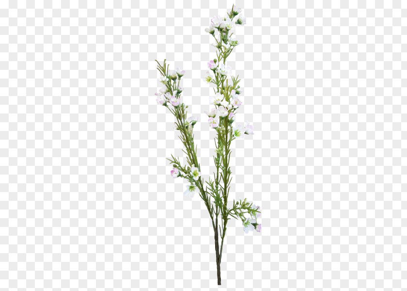 Flower Bouquet Cut Flowers Artificial Chamelaucium PNG