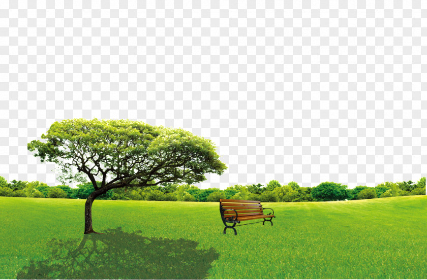 Grassland Tree Arbor Day Image Green PNG