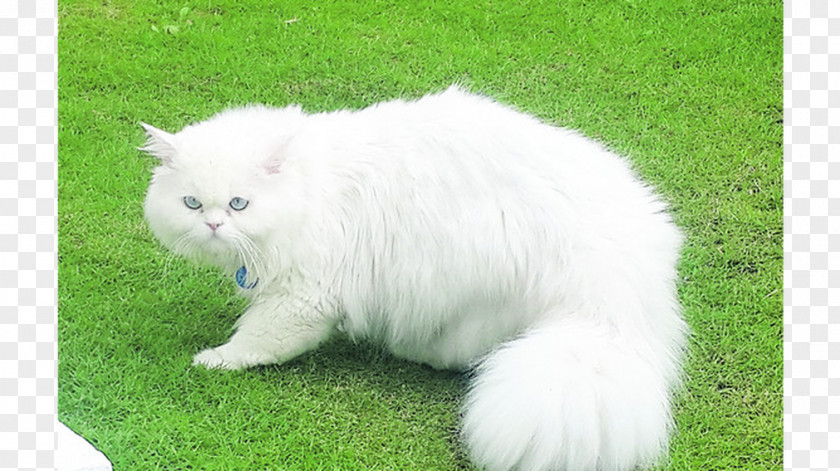 Kitten Persian Cat Asian Semi-longhair British Domestic Long-haired PNG