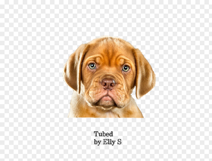 Puppy Puggle Dogue De Bordeaux Vizsla Dog Breed PNG