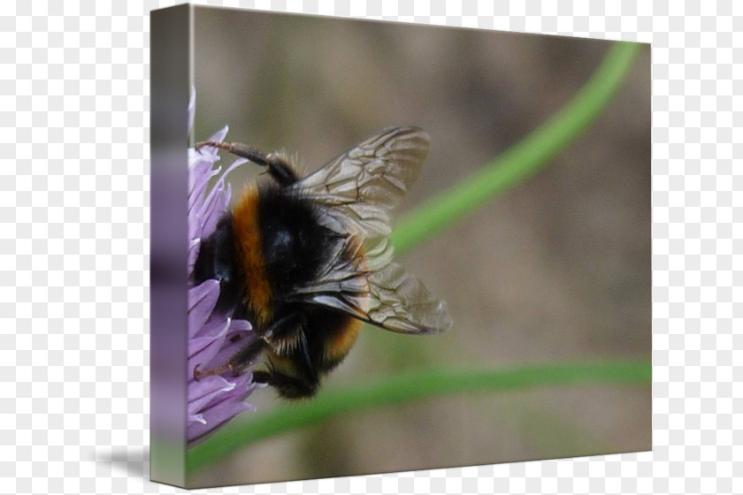 Bee Honey Bumblebee Nectar PNG