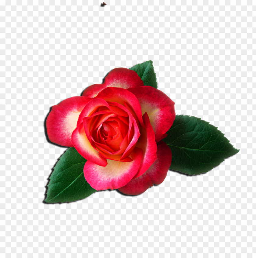 Chinese Rose Free Content Clip Art PNG