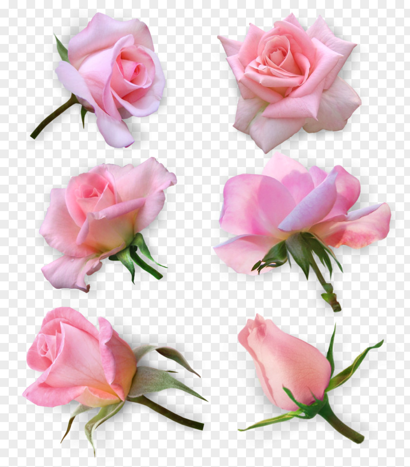 Flower Garden Roses Cabbage Rose Floribunda Cut Flowers PNG