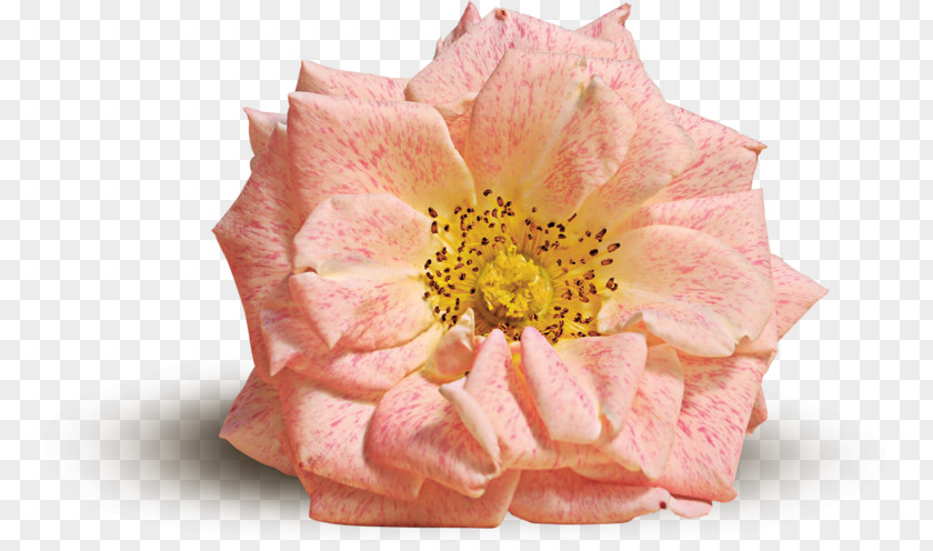 Flower Rose Pink Yellow PNG