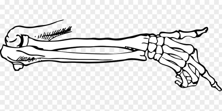 Hand Skeleton Finger Failure EP Bone Joint Muscle PNG