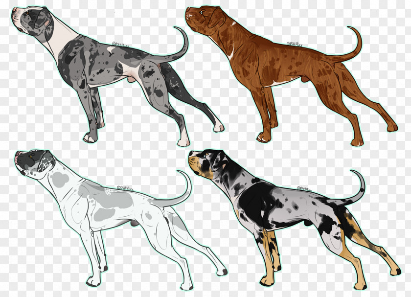 Catahoula Dog Breed Great Dane Sporting Group Crossbreed PNG