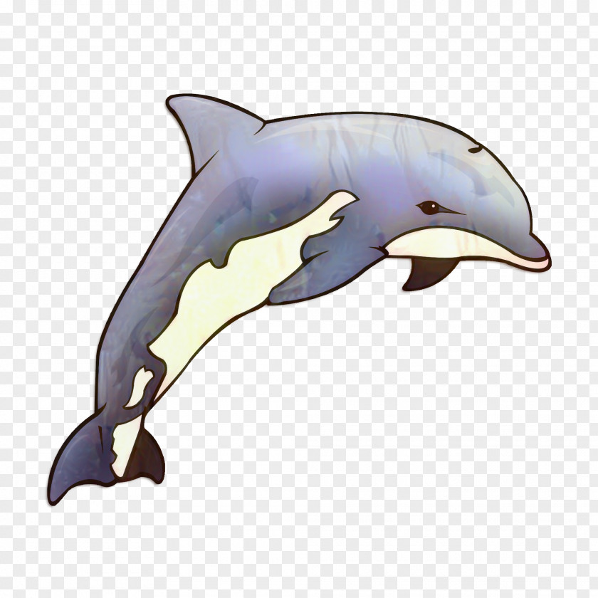Common Bottlenose Dolphin Short-beaked Tucuxi Rough-toothed Wholphin PNG