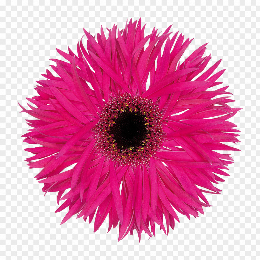 Fantasia Transvaal Daisy Cut Flowers Floristry Variety PNG