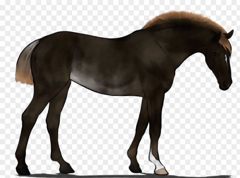 Foal Colt Watercolor Animal PNG