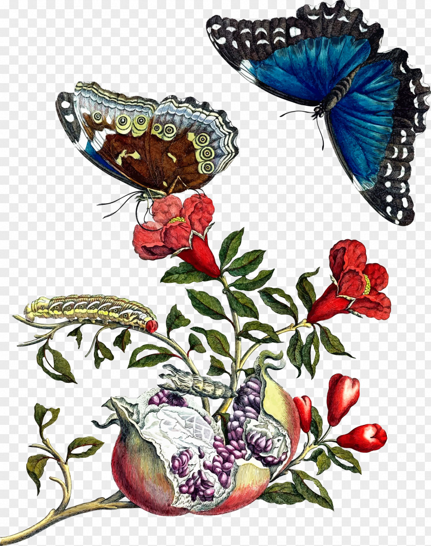 Metamorphosis Insectorum Surinamensium Butterfly Artist Naturalist PNG insectorum Naturalist, pomegranate clipart PNG