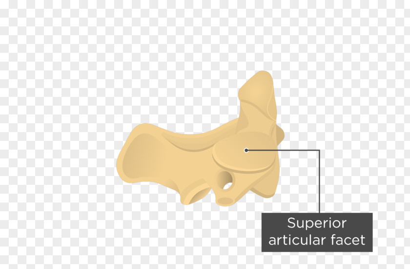Axis Anatomy Intervertebral Foramen Vertebral Lamina PNG