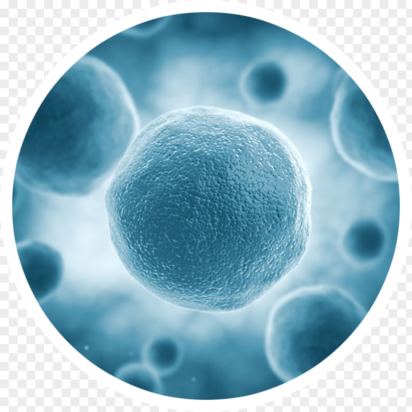 Boneless Vector Stem Cell Virus Human Biology PNG