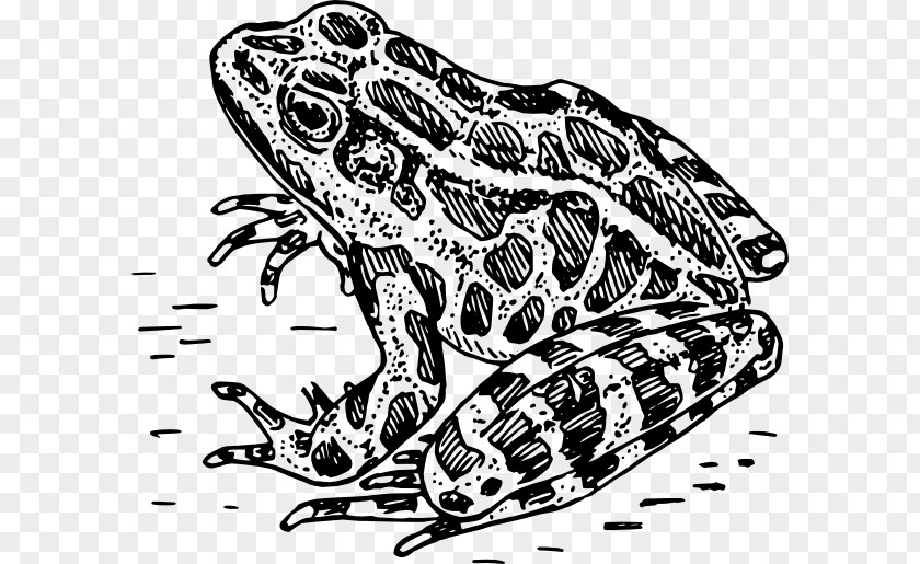 Bumpy Frog Cliparts Amphibian Black And White Clip Art PNG