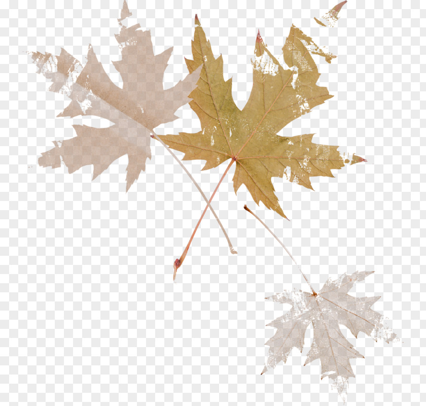Leaf Maple Осенние листья Branch PNG