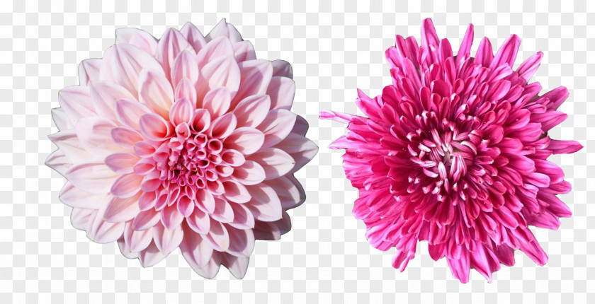 Pink Melon Picture Material Chrysanthemum PNG
