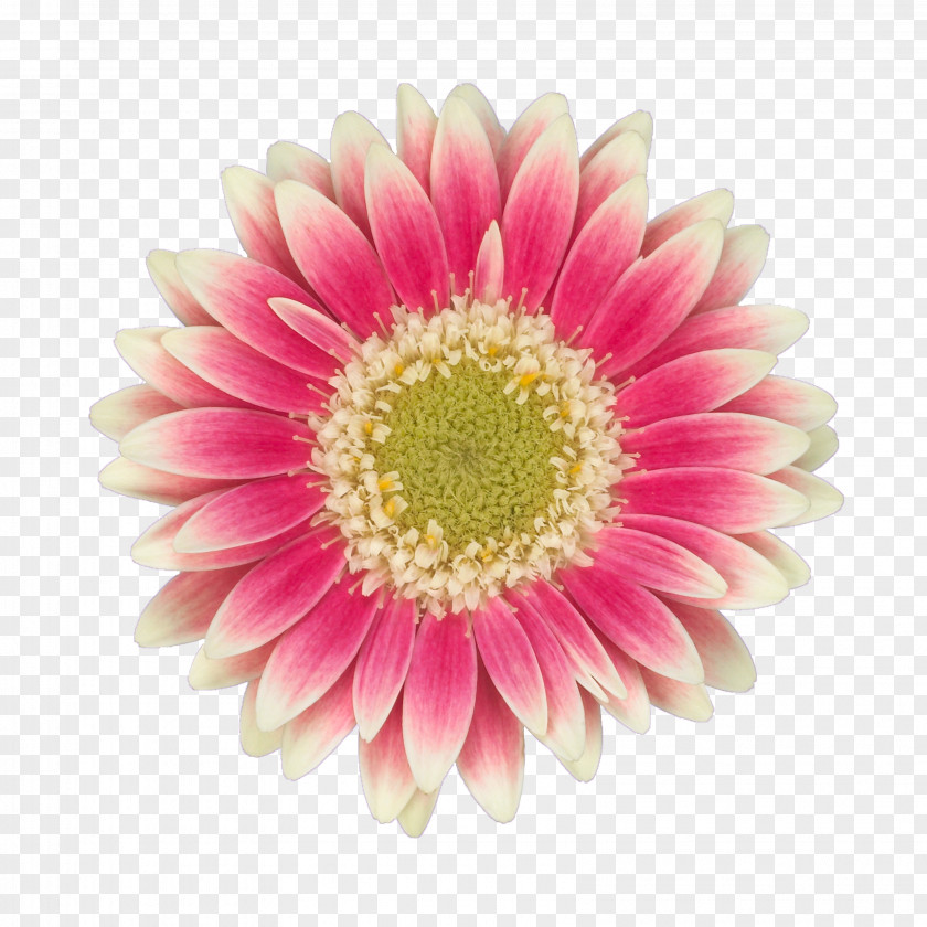 Rich Pink Flower Buckle Free Photos Common Daisy Transvaal Mariano's Cut Flowers Chrysanthemum PNG