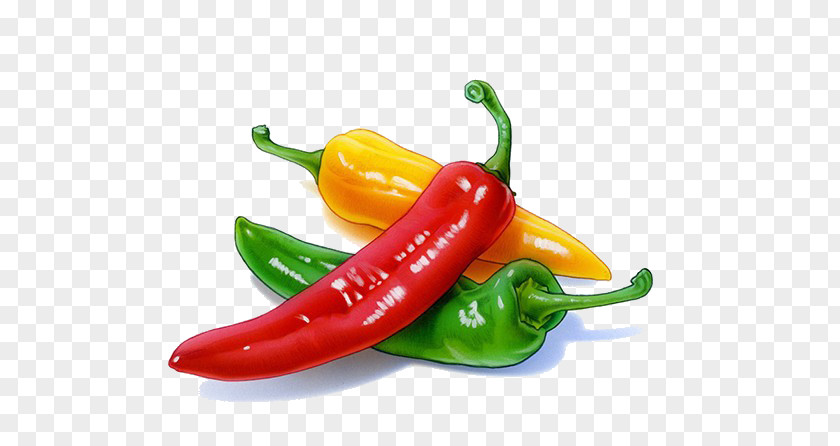 Cartoon Chili Vegetables Serrano Pepper Birds Eye Jalapexf1o Bell Friggitello PNG