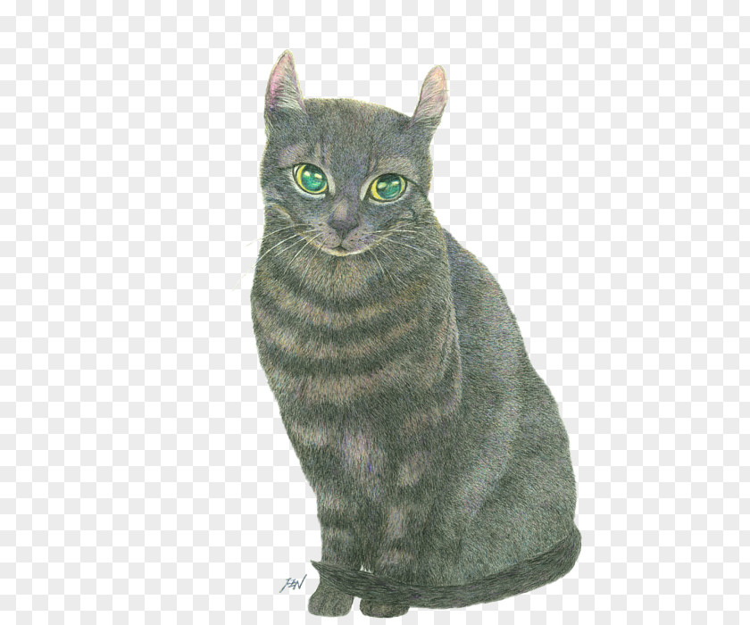 Inside Iphone 6 Screws Korat American Shorthair European Tabby Cat British PNG
