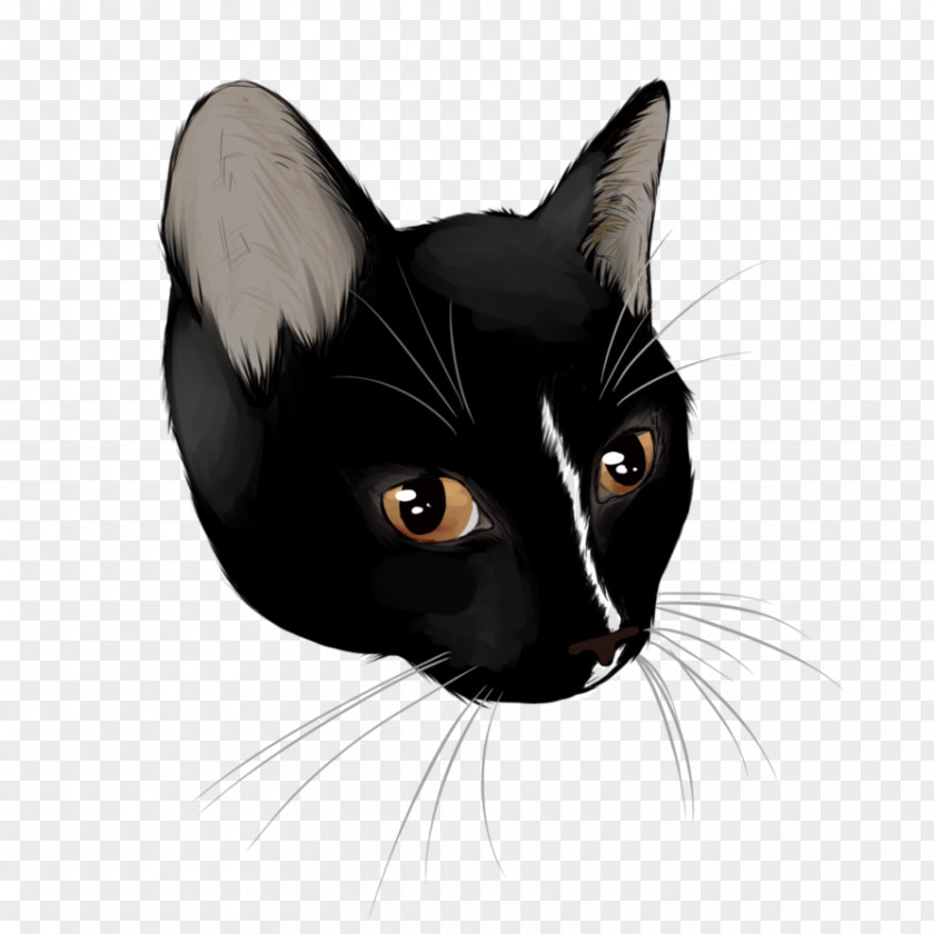 Kitten Black Cat Bombay American Wirehair Havana Brown PNG
