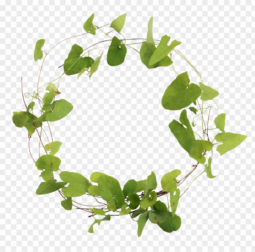 Leaves Ring Branch Leaf Clip Art PNG