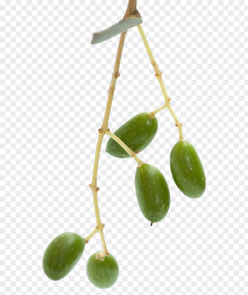 Olive Picture Download Stock Photography Tree PNG