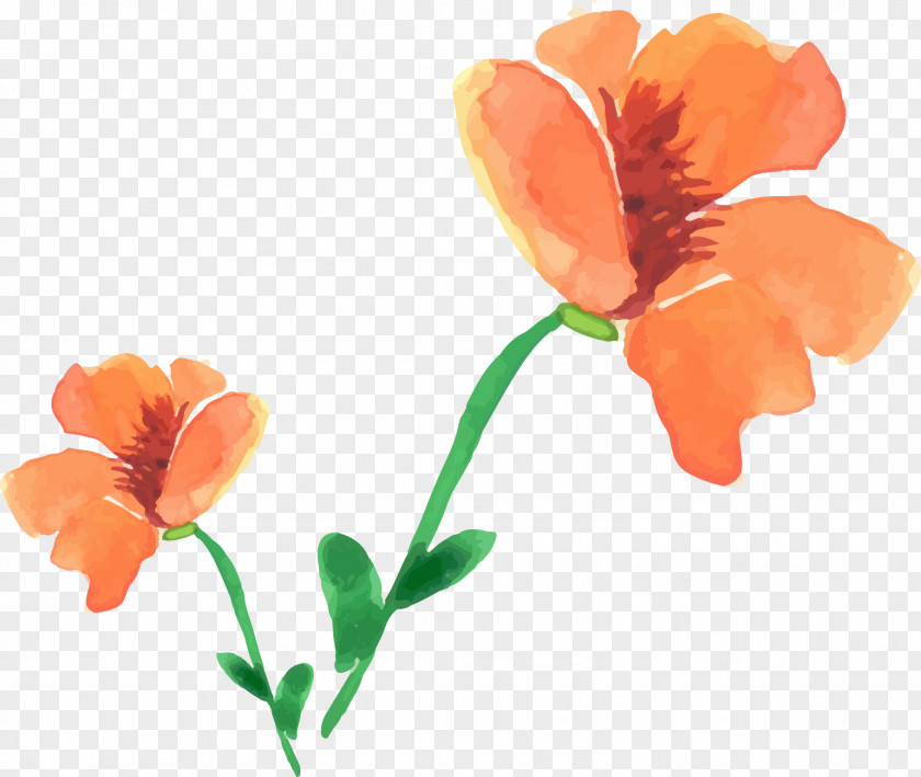 Watercolor Painted Floral Decoration Painting Poppy Flower PNG