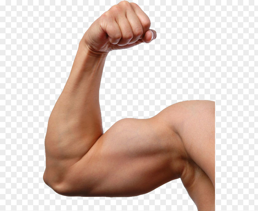 Arm Biceps Muscle Image Exercise PNG