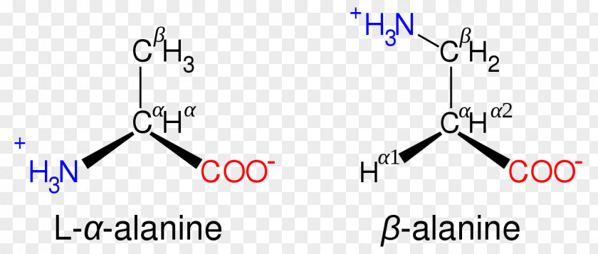 Beta Proteinogenic Amino Acid β-Alanine Amine PNG