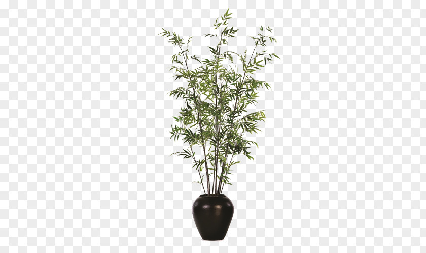 Black Pot Potted Bamboo Species Flowerpot Houseplant Weeping Fig PNG
