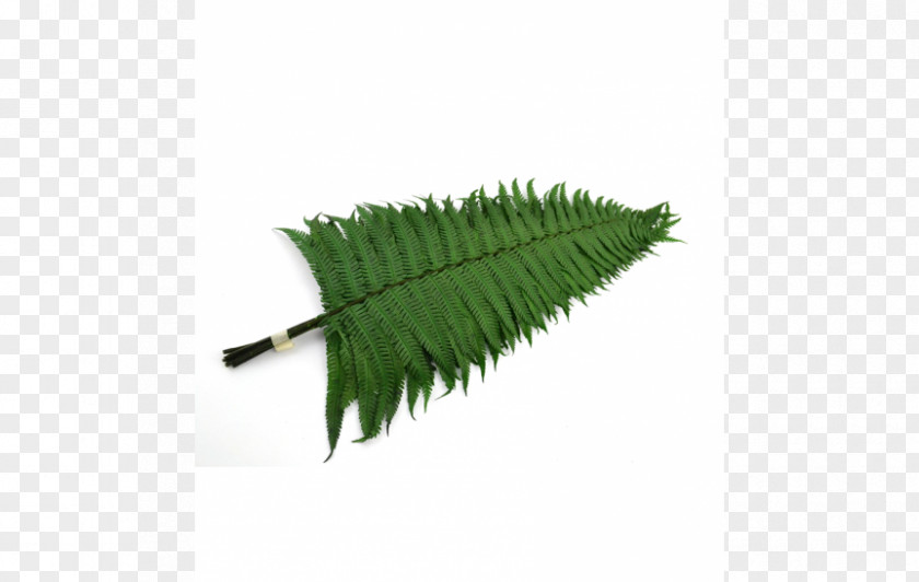 Grass Parchment Papyrus Fern Leaf PNG