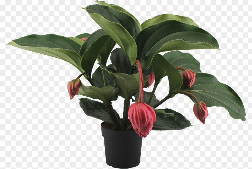 Medinilla Magnifica Lambada 4 Bloem Plants Houseplant Piante Da Interni PNG