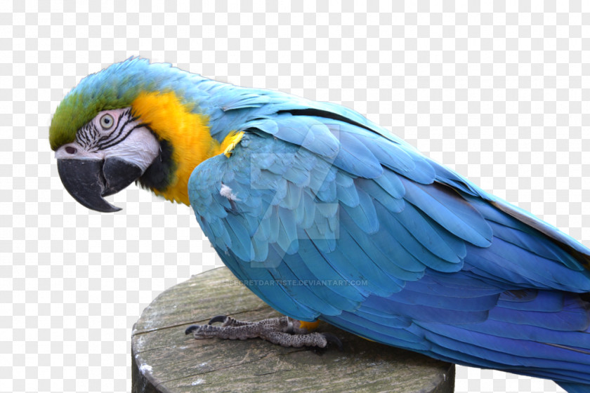 Parrot Blue-and-yellow Macaw Bird PNG